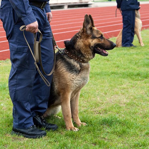 Guard Dog Security Doncaster Sheffield Leeds